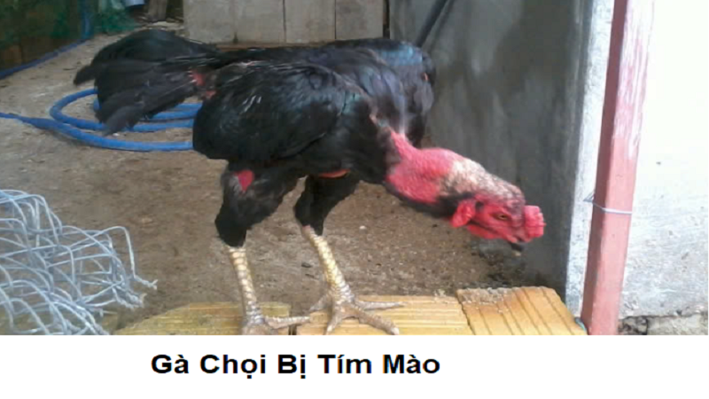 Mào tím ở gà chọi: Nguyên nhân, triệu chứng và cách điều trị